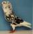 youssef