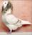 youssef