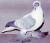 youssef